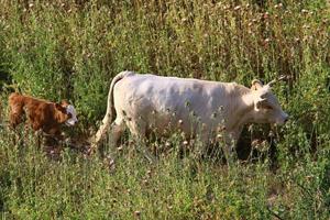 un rebaño de vacas está pastando en un claro del bosque. foto