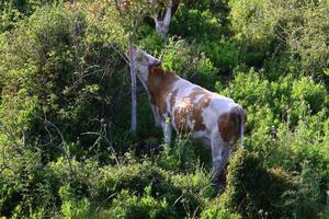 A herd of cows is grazing in a forest clearing. photo