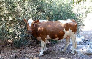 A herd of cows is grazing in a forest clearing. photo