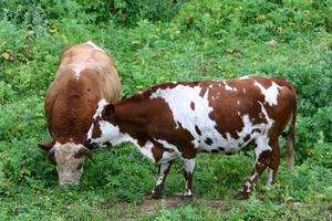 A herd of cows is grazing in a forest clearing. photo