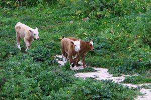 un rebaño de vacas está pastando en un claro del bosque. foto