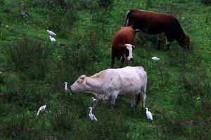 A herd of cows is grazing in a forest clearing. photo