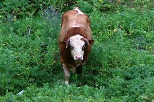 A herd of cows is grazing in a forest clearing. photo