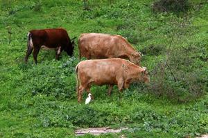 A herd of cows is grazing in a forest clearing. photo