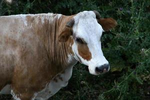 A herd of cows is grazing in a forest clearing. photo