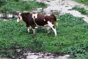 un rebaño de vacas está pastando en un claro del bosque. foto