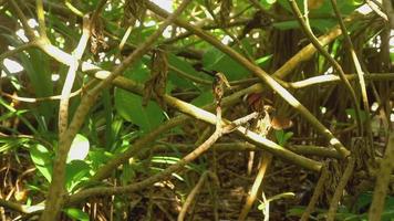 Big butterflies feeding and fly at jungle, slow motion video