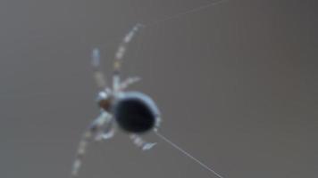 Spinnengartenspinne Araneus webt ein Netz video