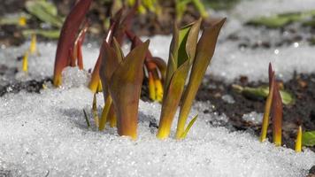 Spring first flowers tulips grow. Sprouts from under the snow. Timelapse snow melts in the garden. video