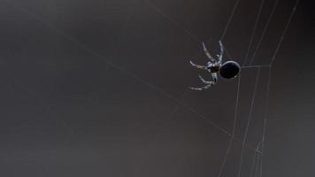 Spinnengartenspinne Araneus webt ein Netz video