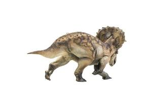 dinosaur , Triceratops on isolated background clipping path photo