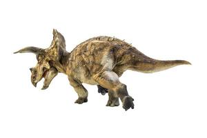 dinosaur , Triceratops on isolated background clipping path photo