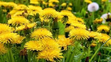 lindas flores amarelas de flor dente-de-leão no prado verde alemanha. video