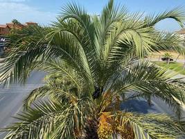 carretera grande y ancha de varios carriles con palmeras a los lados en un cálido centro turístico tropical del sur foto