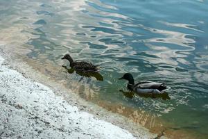 bandada de patos nadan en el agua. foto