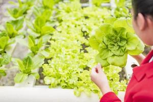 un agricultor de cerca cosecha productos frescos de granja en un vivero o en una granja hidropónica orgánica para una cadena de suministro limpia y de alimentos como agronegocios. foto