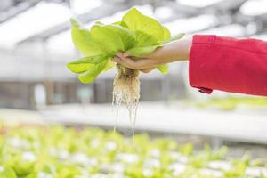 A farmer close-up harvests farm-fresh produce in a nursery or an organic hydroponics farm for a clean and food-as-agribusiness supplier chain. photo