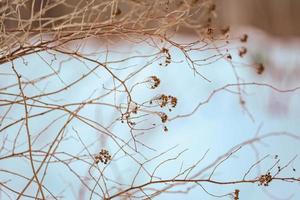 Dry plant branches. Natural background in trendy colors. photo