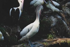 This is photo of pelican bird. This bird is one of the bird species in the lake in Ragunan Zoo.