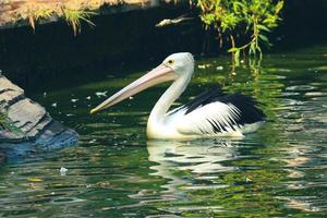 esta es la foto del pájaro pelícano. esta ave es una de las especies de aves en el lago en el zoológico de ragunan.