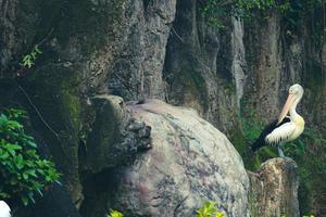 esta es la foto del pájaro pelícano. esta ave es una de las especies de aves en el lago en el zoológico de ragunan.