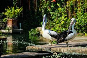 This is photo of pelican bird. This bird is one of the bird species in the lake in Ragunan Zoo.