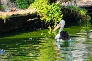 esta es la foto del pájaro pelícano. esta ave es una de las especies de aves en el lago en el zoológico de ragunan.