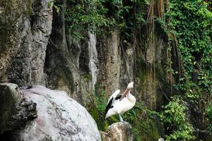 This is photo of pelican bird. This bird is one of the bird species in the lake in Ragunan Zoo.