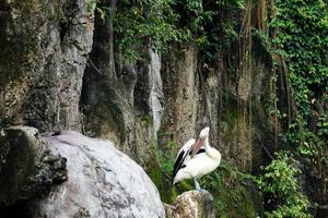 This is photo of pelican bird. This bird is one of the bird species in the lake in Ragunan Zoo.