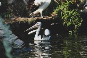 This is photo of pelican bird. This bird is one of the bird species in the lake in Ragunan Zoo.