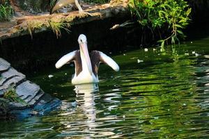 esta es la foto del pájaro pelícano. esta ave es una de las especies de aves en el lago en el zoológico de ragunan.