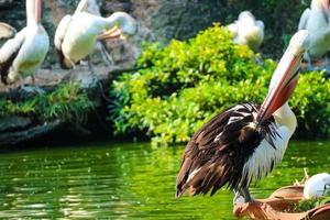 esta es la foto del pájaro pelícano. esta ave es una de las especies de aves en el lago en el zoológico de ragunan.