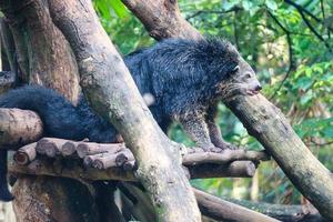 esta es la foto de un binturong en el zoológico de ragunan.