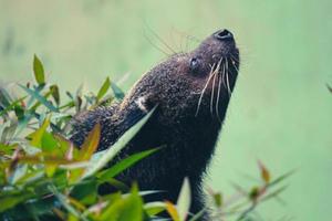 esta es la foto de un binturong en el zoológico de ragunan.