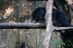 This is photo of a binturong at Ragunan Zoo.