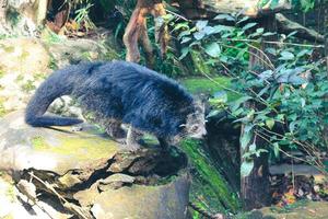 esta es la foto de un binturong en el zoológico de ragunan.