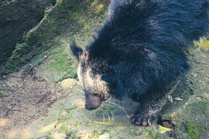 This is photo of a binturong at Ragunan Zoo.