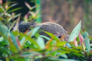 esta es la foto de un binturong en el zoológico de ragunan.