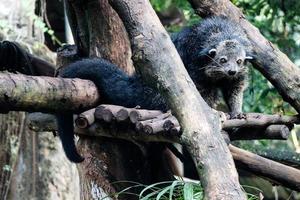 This is photo of a binturong at Ragunan Zoo.