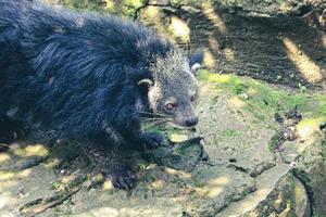 esta es la foto de un binturong en el zoológico de ragunan.