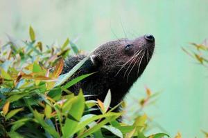 This is photo of a binturong at Ragunan Zoo.