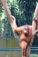 esta es una foto de un orangután de sumatra en el zoológico de ragunan.