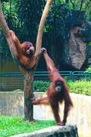 This is a photo of a Sumatran orangutan at Ragunan Zoo.