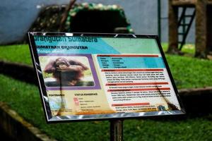 This is a photo of a Sumatran orangutan at Ragunan Zoo.