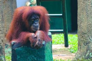 This is a photo of a Sumatran orangutan at Ragunan Zoo.