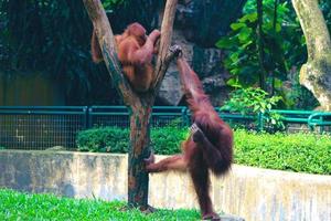 This is a photo of a Sumatran orangutan at Ragunan Zoo.