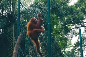 This is a photo of a Sumatran orangutan at Ragunan Zoo.