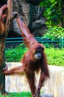 This is a photo of a Sumatran orangutan at Ragunan Zoo.