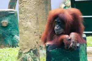 This is a photo of a Sumatran orangutan at Ragunan Zoo.