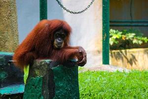 esta es una foto de un orangután de sumatra en el zoológico de ragunan.